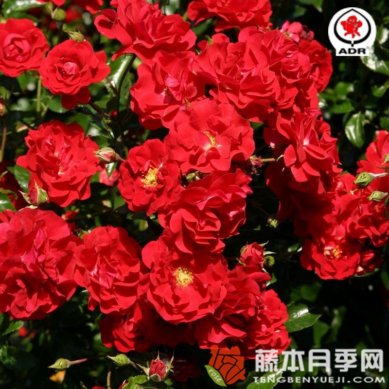 萨尔萨舞/格鲁加公园月季 萨尔萨舞/格鲁加公园月季