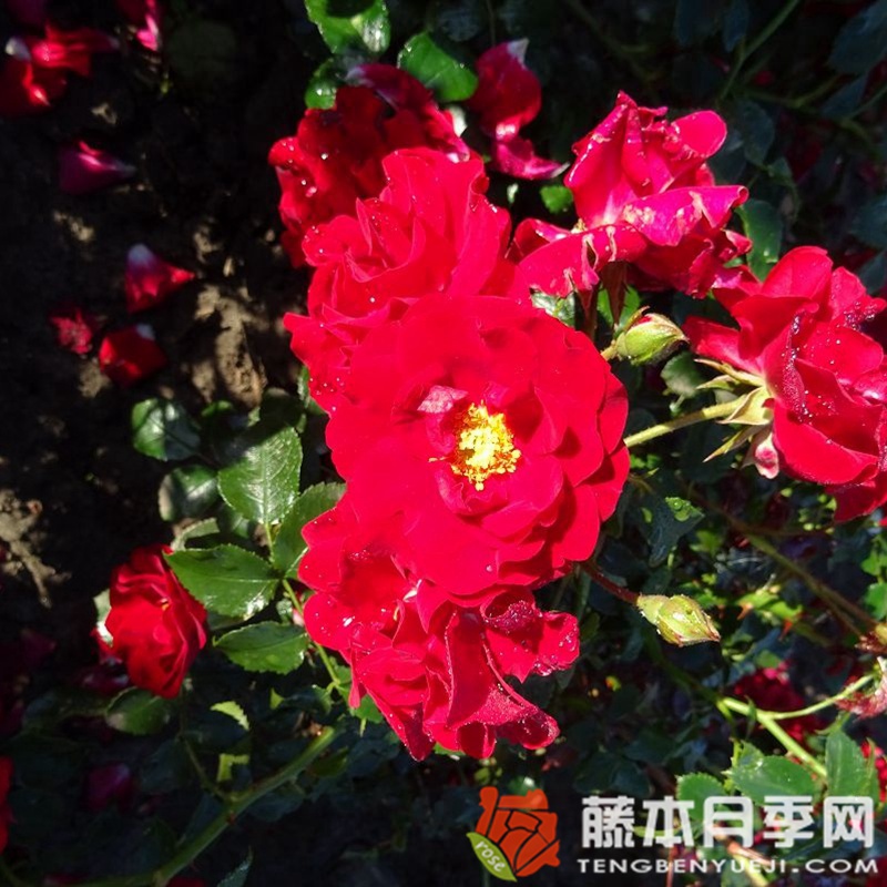 萨尔萨舞/格鲁加公园月季 萨尔萨舞/格鲁加公园月季
