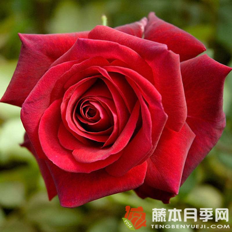 伊迪丝琵雅芙月季优缺点 伊迪丝琵雅芙月季优缺点