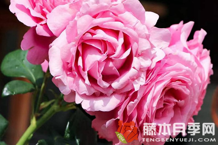 渴望月季优缺点 渴望月季优缺点