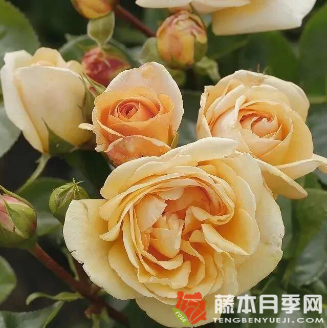 生生不息月季优缺点 生生不息月季优缺点