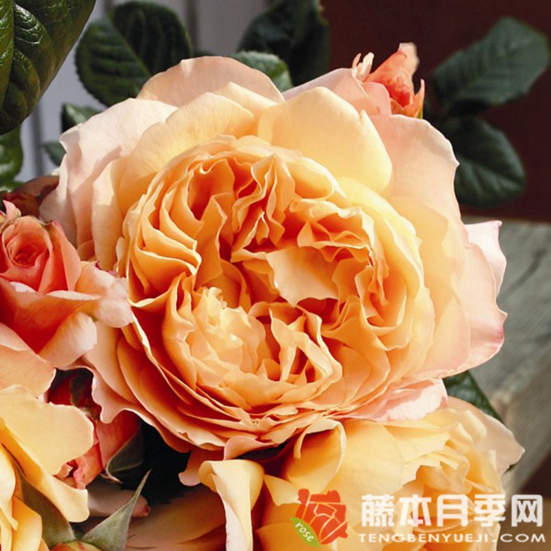 卡普里月季优缺点 卡普里月季优缺点