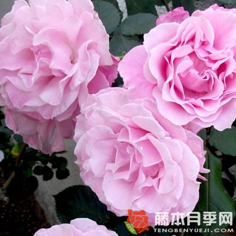 暗恋月季优缺点 暗恋月季优缺点