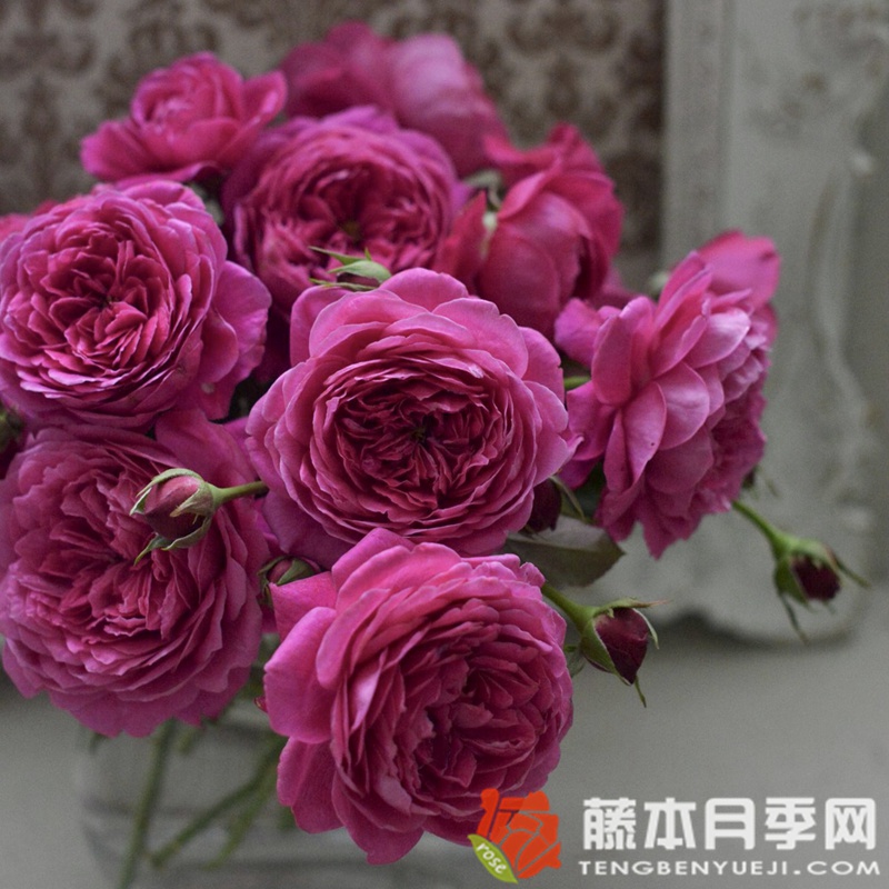 布盒月季/法式布盒月季优缺点 布盒月季/法式布盒月季优缺点
