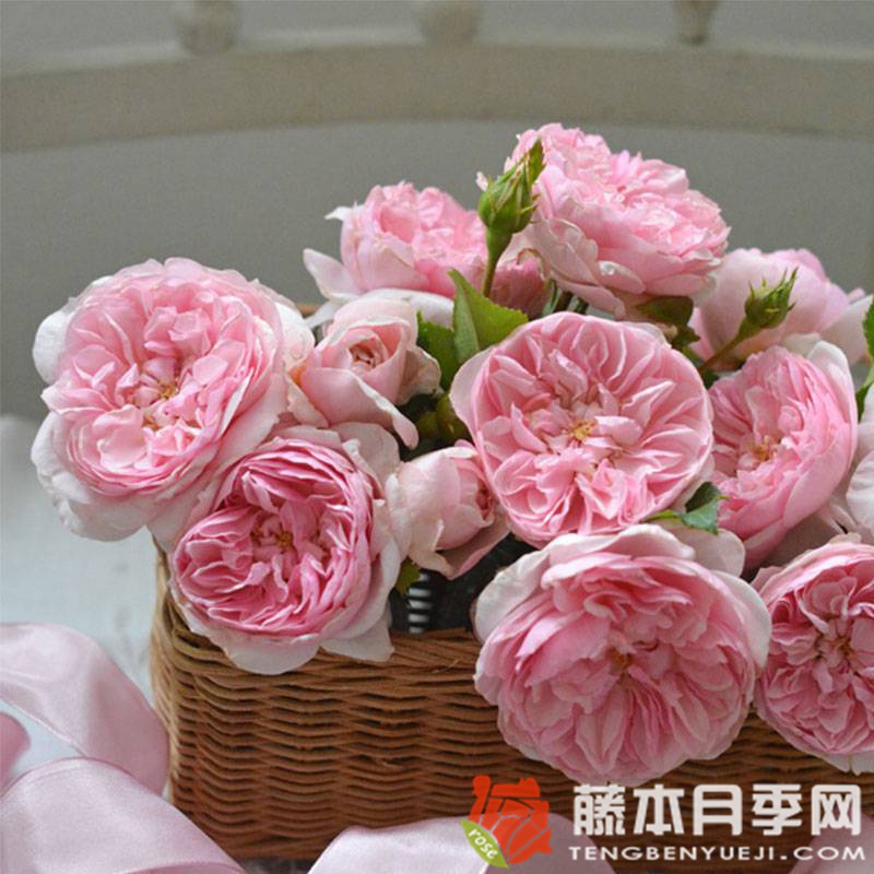 丝带月季优缺点 丝带月季优缺点