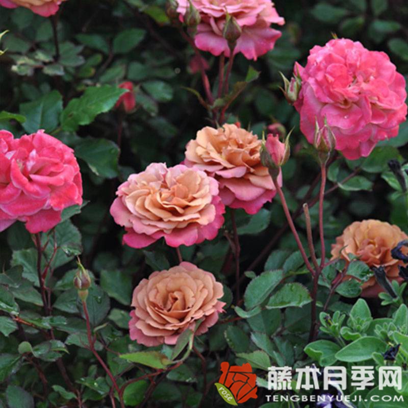 帷幕月季优缺点 帷幕月季优缺点
