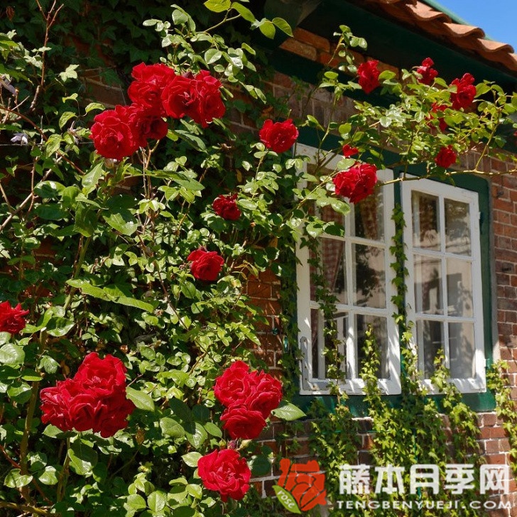 桑塔纳月季 桑塔纳月季