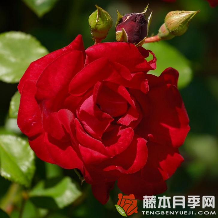 桑塔纳月季 桑塔纳月季