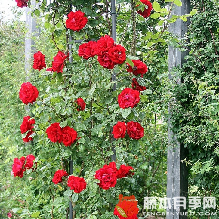 桑塔纳月季 桑塔纳月季