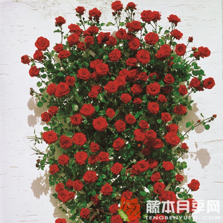 桑塔纳月季 桑塔纳月季