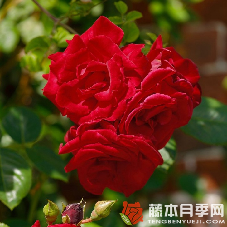 桑塔纳月季 桑塔纳月季