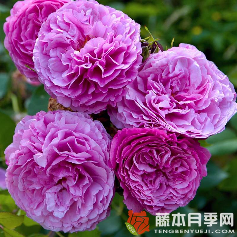 凯菲法赛特月季优缺点 凯菲法赛特月季优缺点