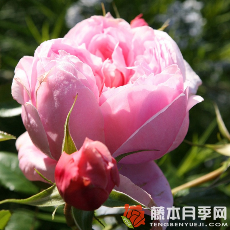 美丽的少女/娇娃月季 美丽的少女/娇娃月季