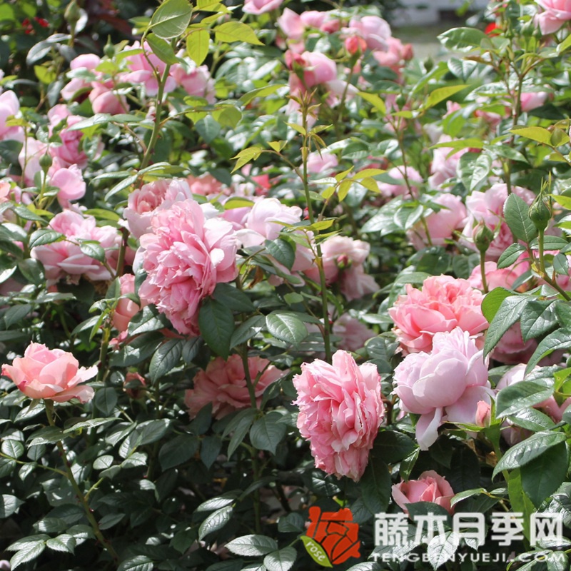 美丽的少女/娇娃月季 美丽的少女/娇娃月季