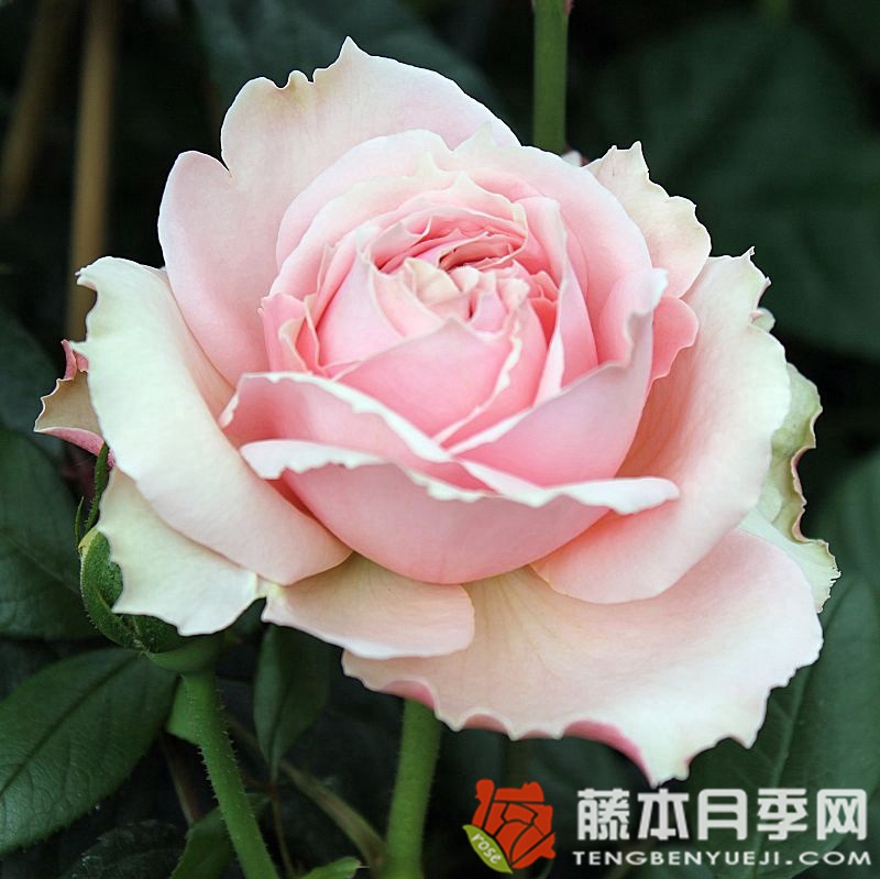 美丽的少女/娇娃月季 美丽的少女/娇娃月季