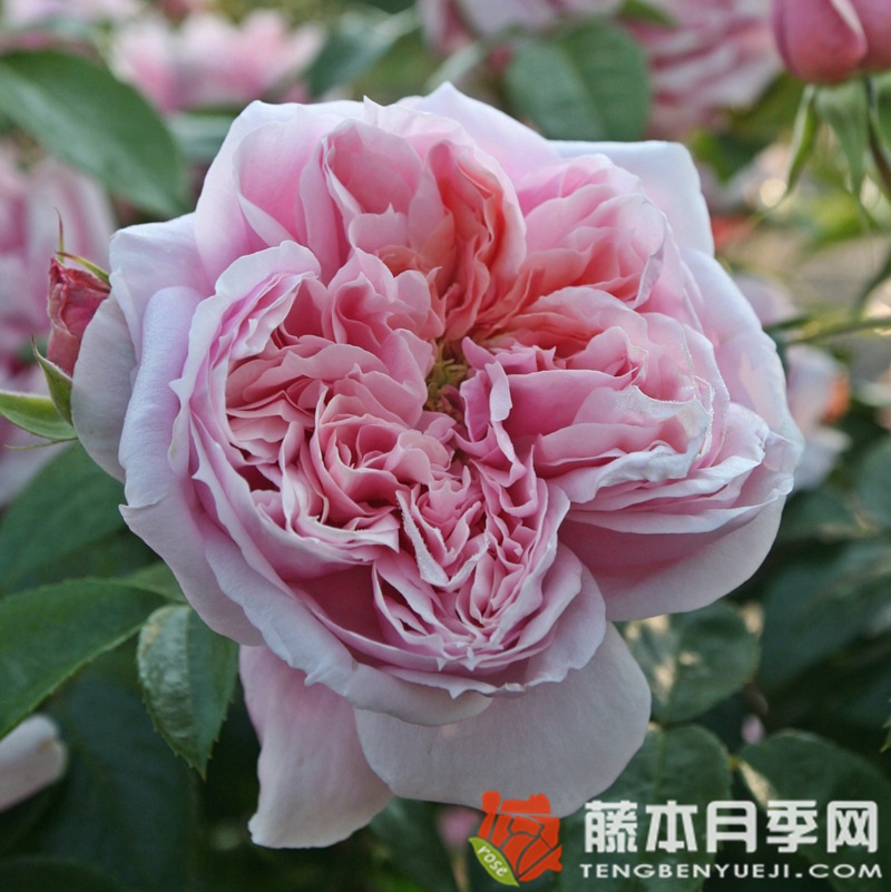美丽的少女/娇娃月季 美丽的少女/娇娃月季