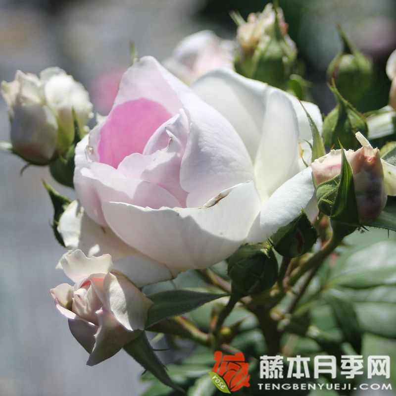 蓝宝石月季 蓝宝石月季