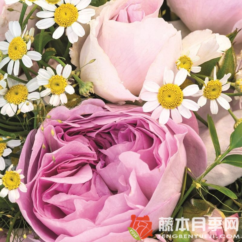 蓝宝石月季 蓝宝石月季