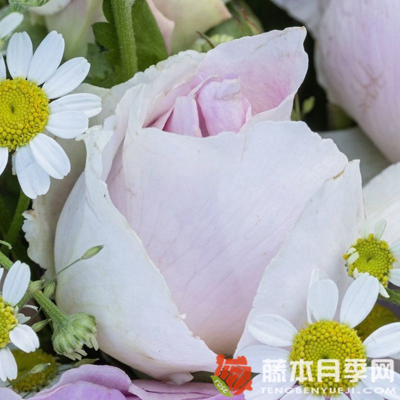 蓝宝石月季 蓝宝石月季