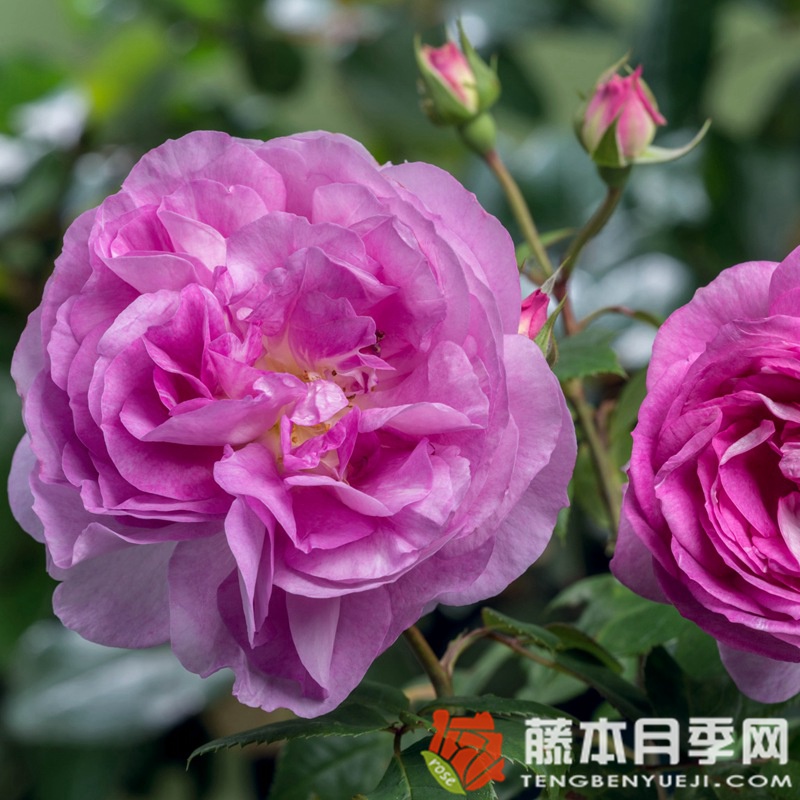 蓝宝石月季 蓝宝石月季