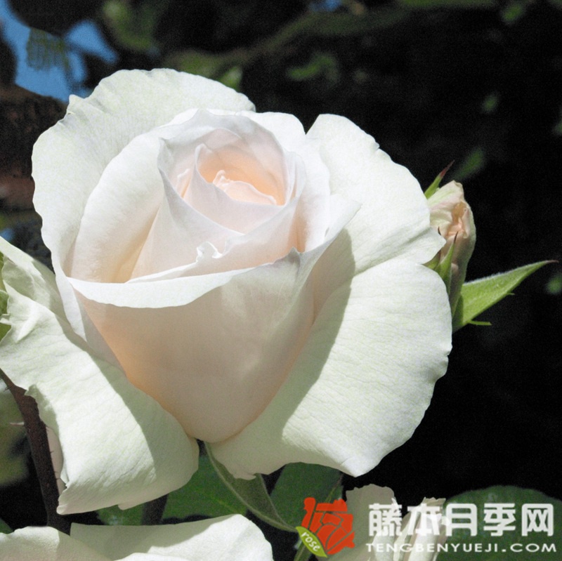 雪花圆舞曲月季 雪花圆舞曲月季