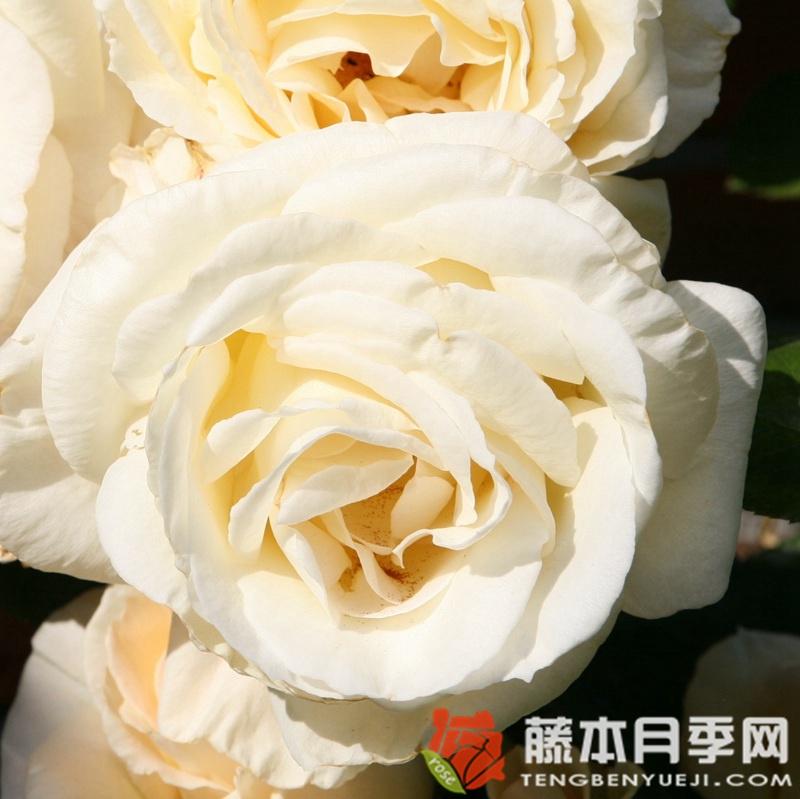 雪花圆舞曲月季 雪花圆舞曲月季