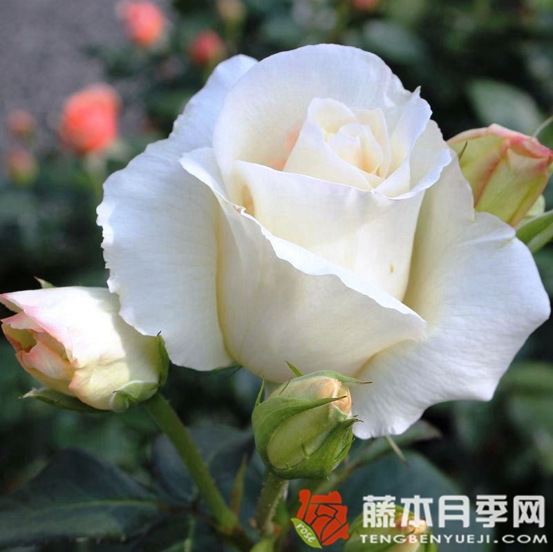 雪花圆舞曲月季 雪花圆舞曲月季