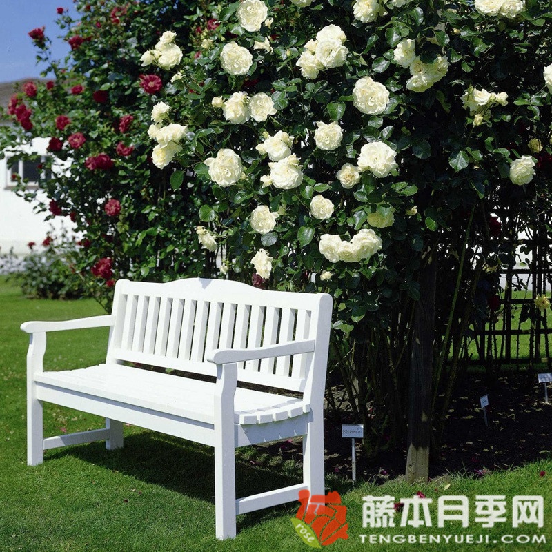 雪花圆舞曲月季 雪花圆舞曲月季