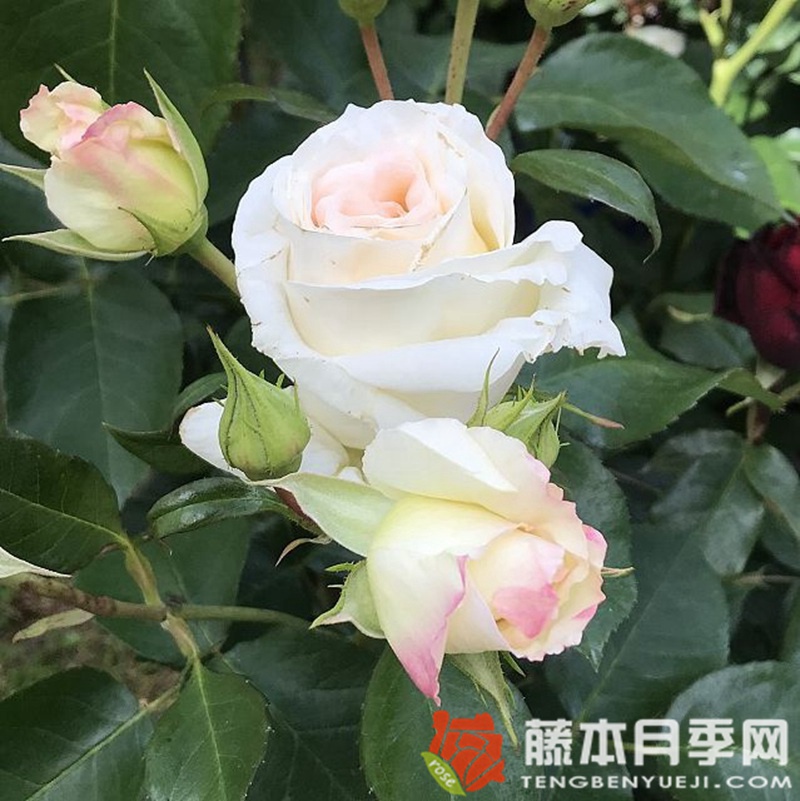 雪花圆舞曲月季 雪花圆舞曲月季