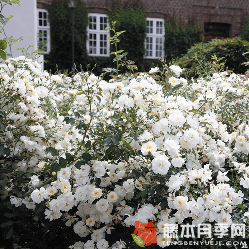 雪之女王月季 雪之女王月季