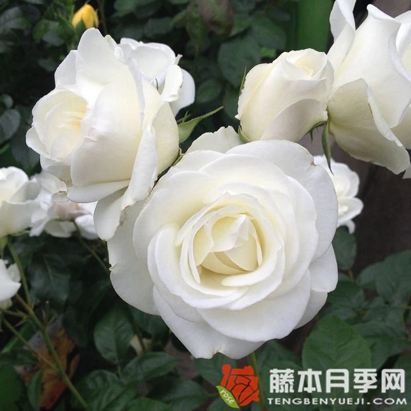 雪之女王月季 雪之女王月季
