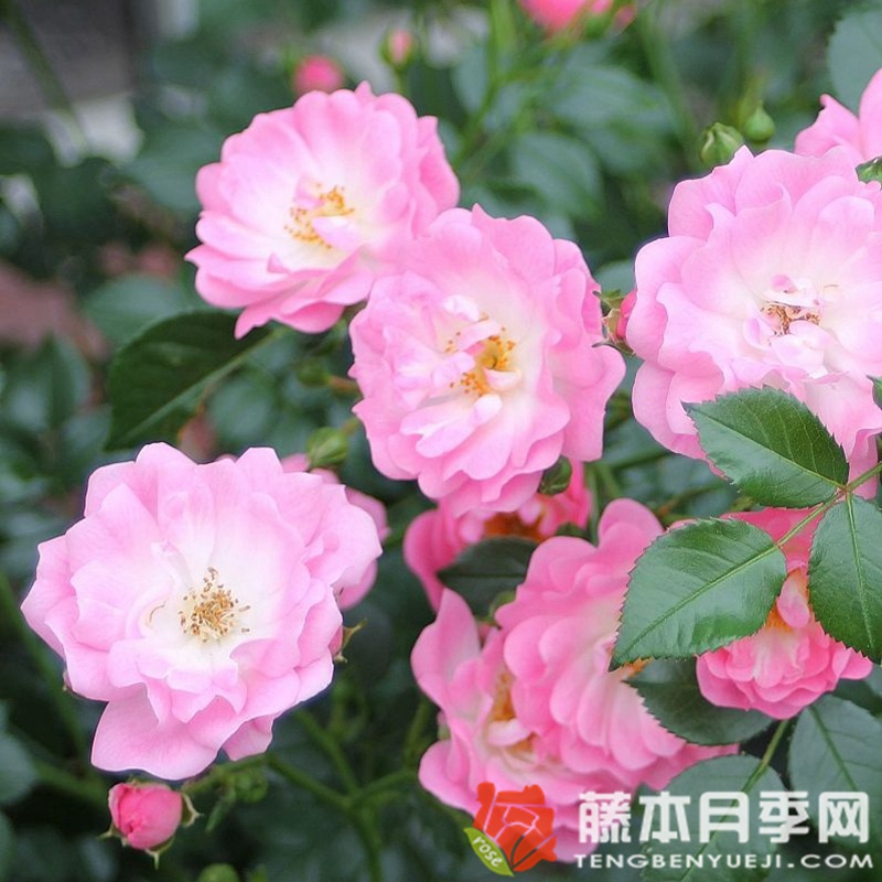 莎辛那月季 莎辛那月季