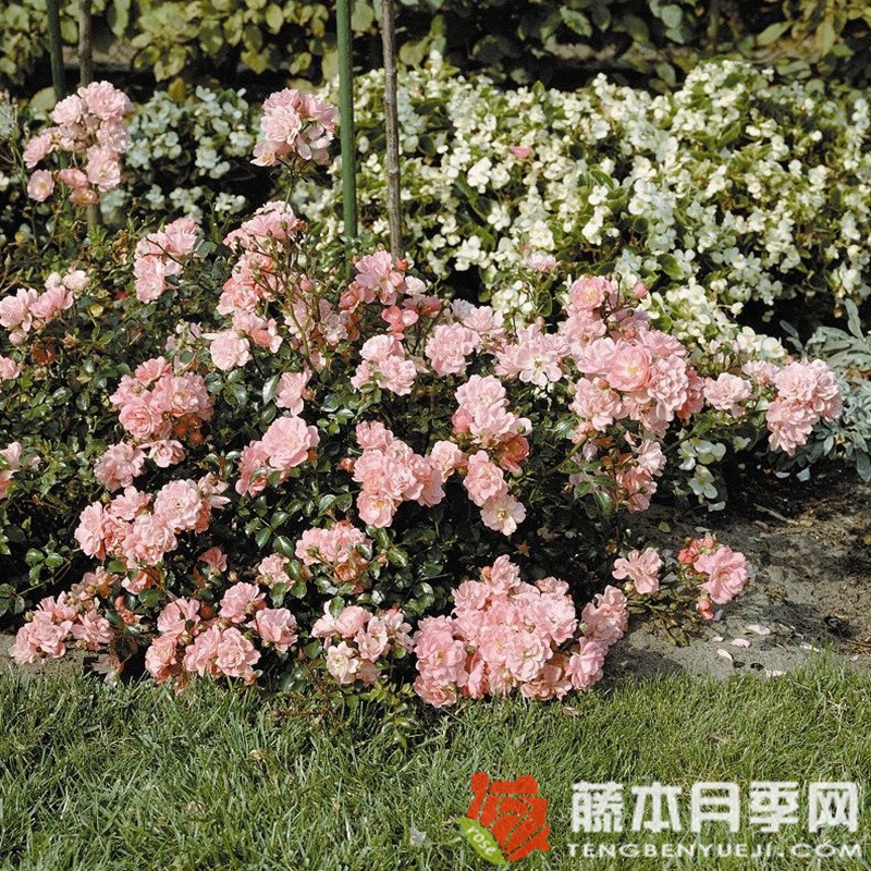 莎辛那月季 莎辛那月季
