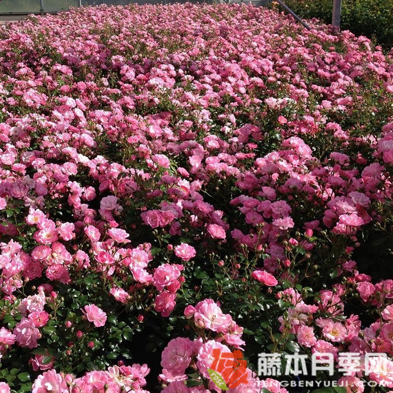 莎辛那月季 莎辛那月季