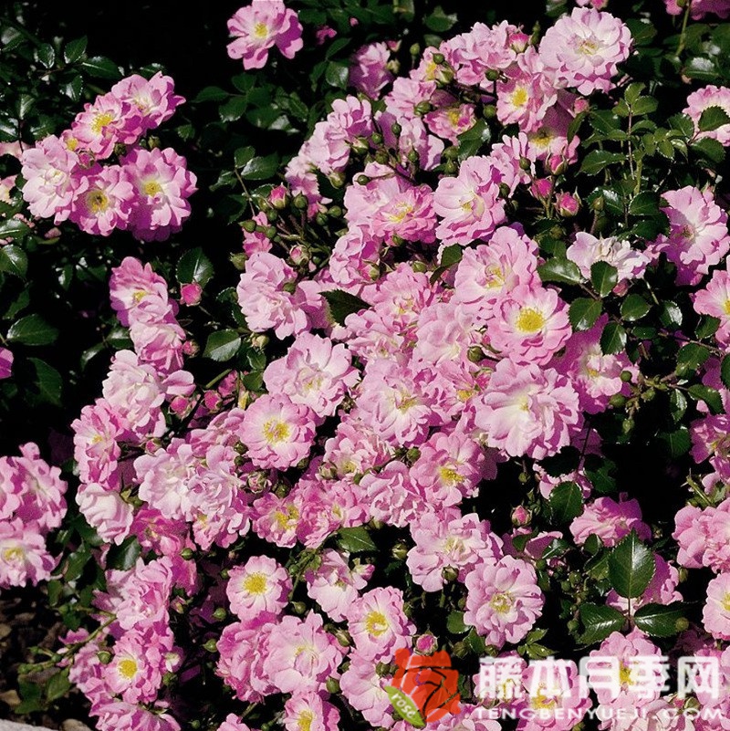 莎辛那月季 莎辛那月季