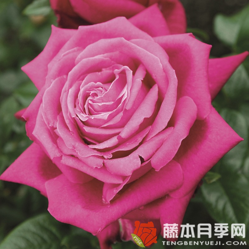 皇家香水月季 皇家香水月季