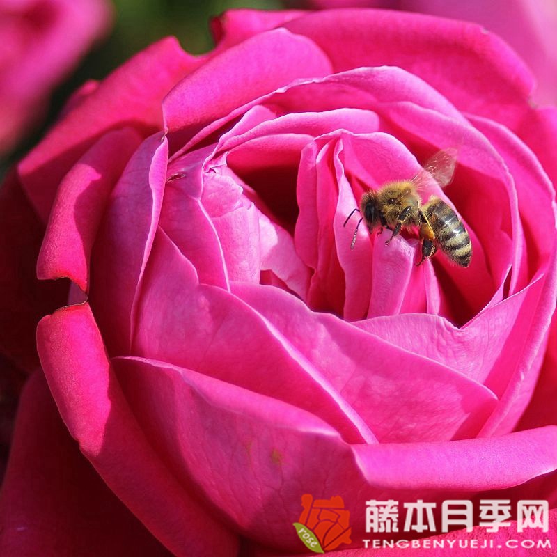 皇家香水月季 皇家香水月季