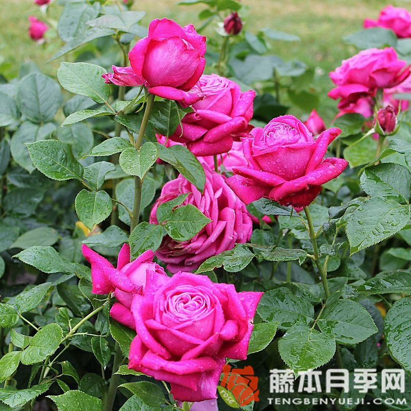皇家香水月季 皇家香水月季