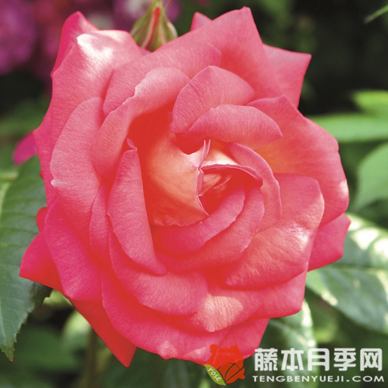 幕府将军 幕府将军