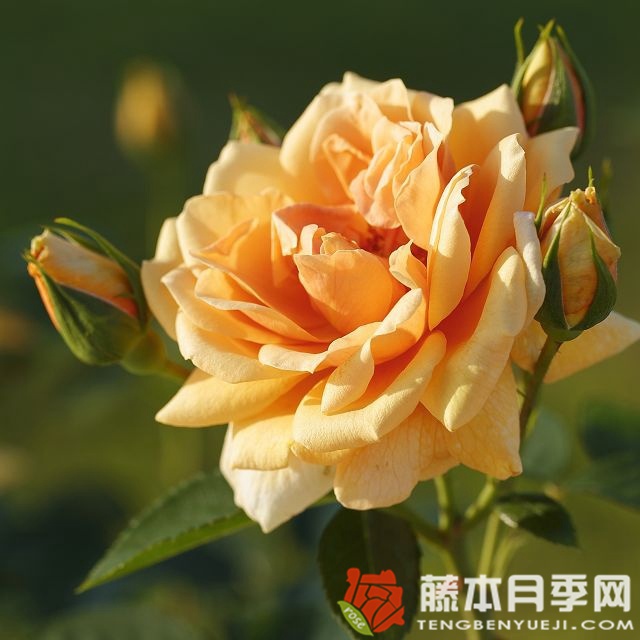 地平线 地平线