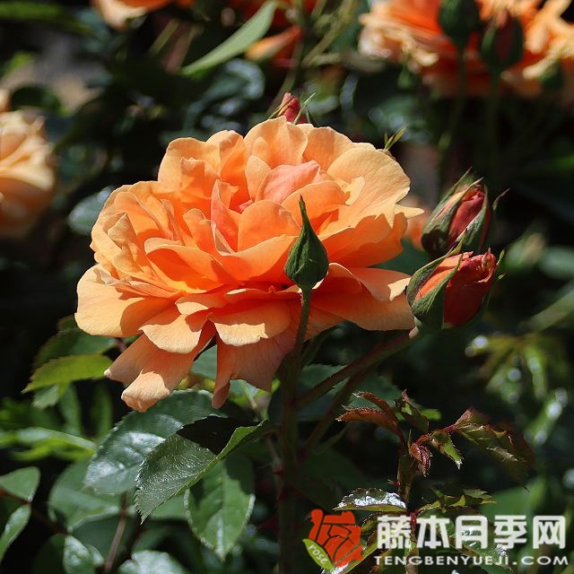 蔷薇一年四季都开花吗 蔷薇一年四季都开花吗