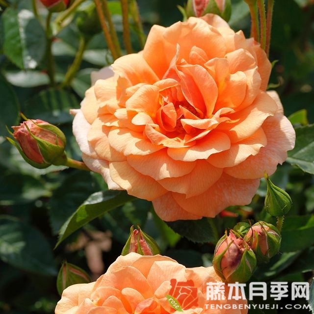 地平线 地平线