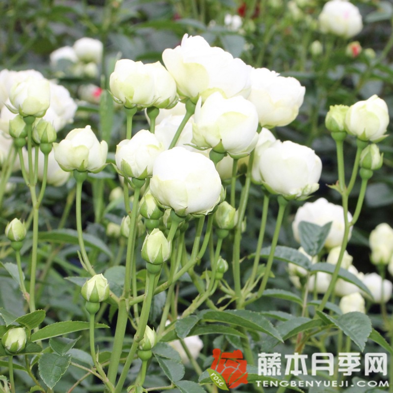 雪公主月季 雪公主月季