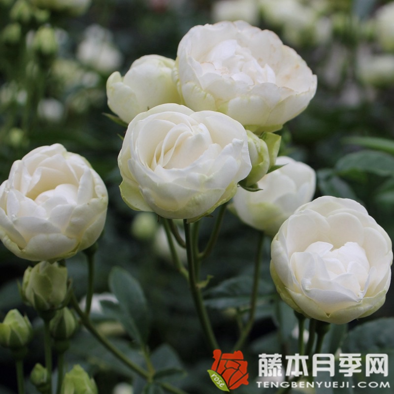 雪公主月季 雪公主月季