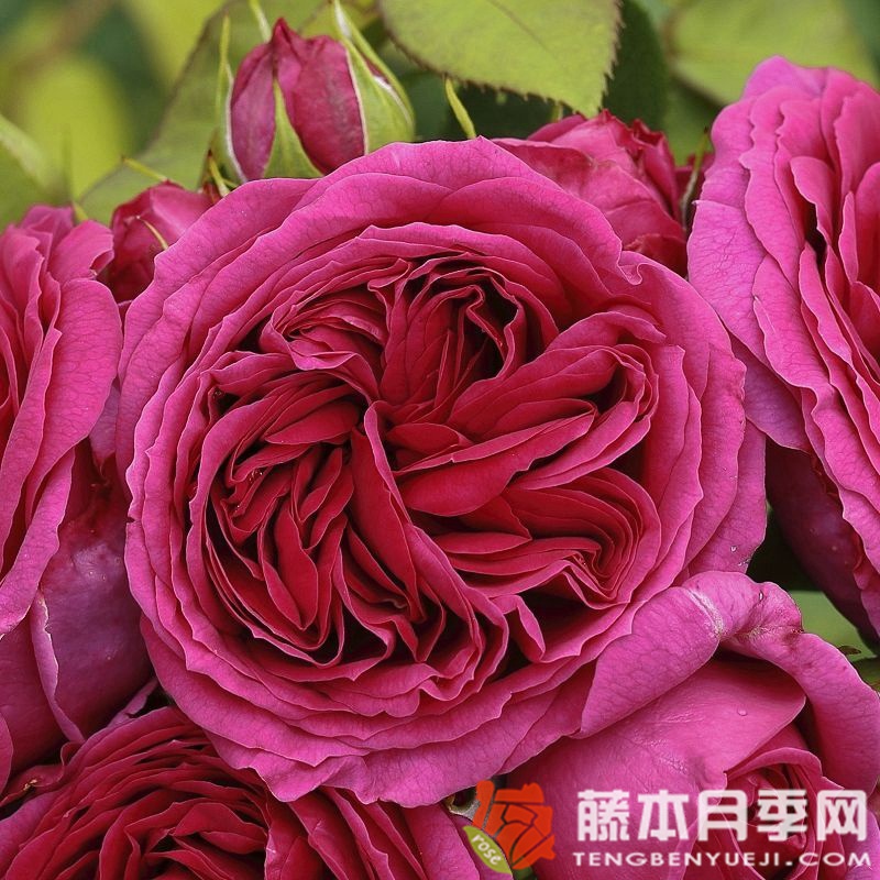 苏菲路易斯Sophie Luise 苏菲路易斯Sophie Luise