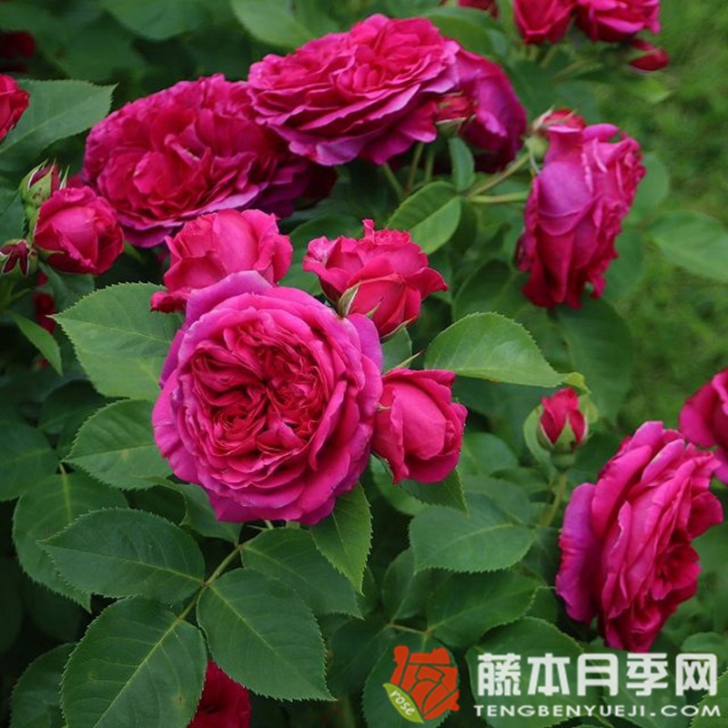 苏菲路易斯Sophie Luise 苏菲路易斯Sophie Luise