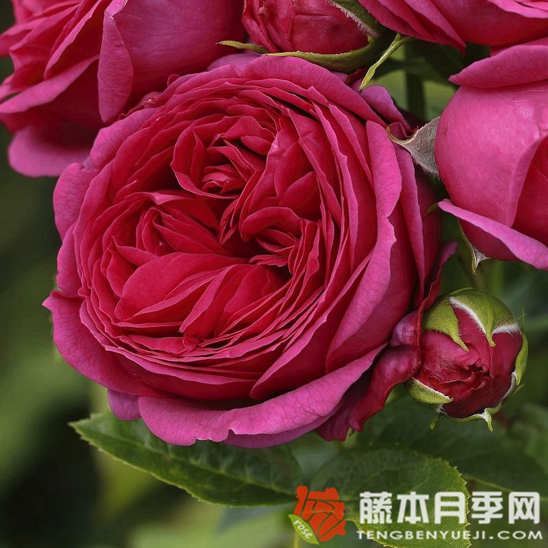 苏菲路易斯Sophie Luise 苏菲路易斯Sophie Luise