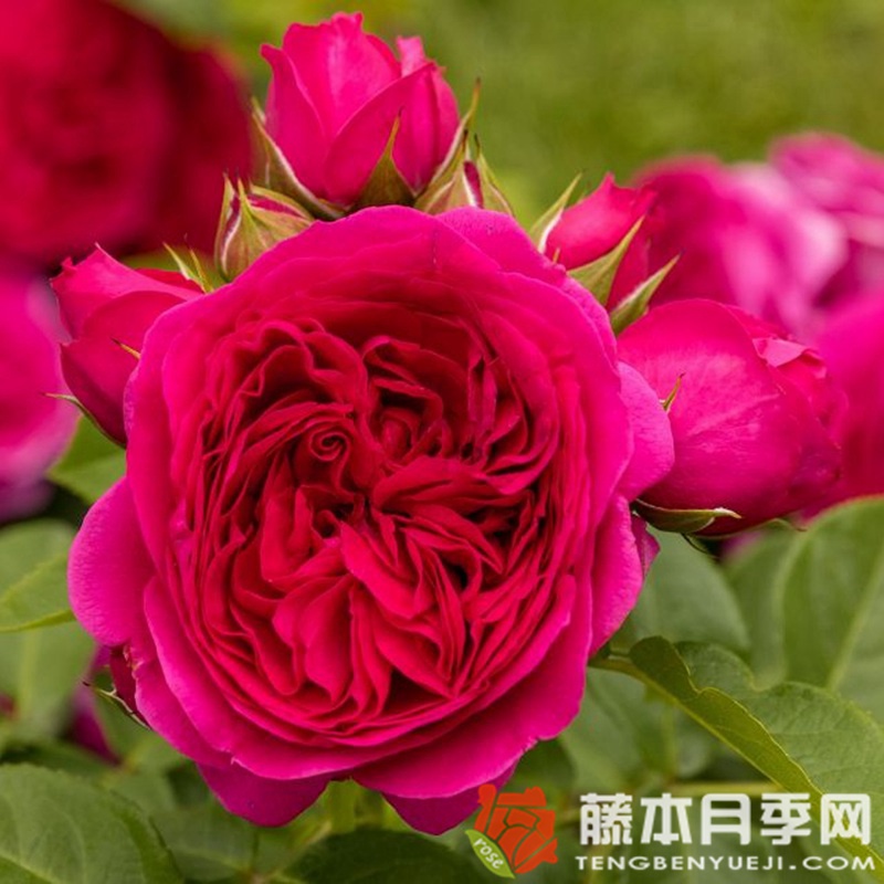 苏菲路易斯Sophie Luise 苏菲路易斯Sophie Luise