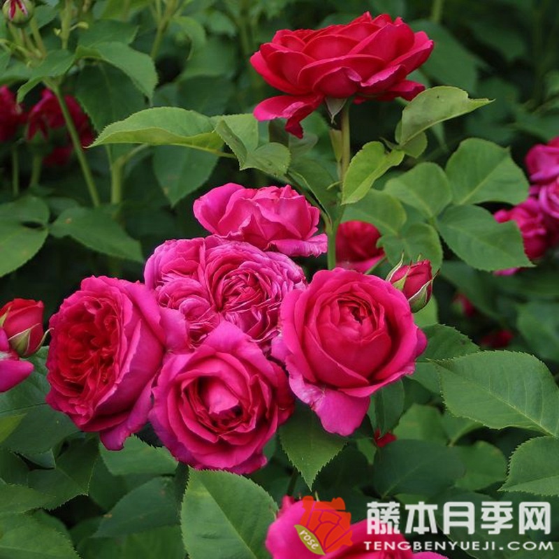 苏菲路易斯Sophie Luise 苏菲路易斯Sophie Luise