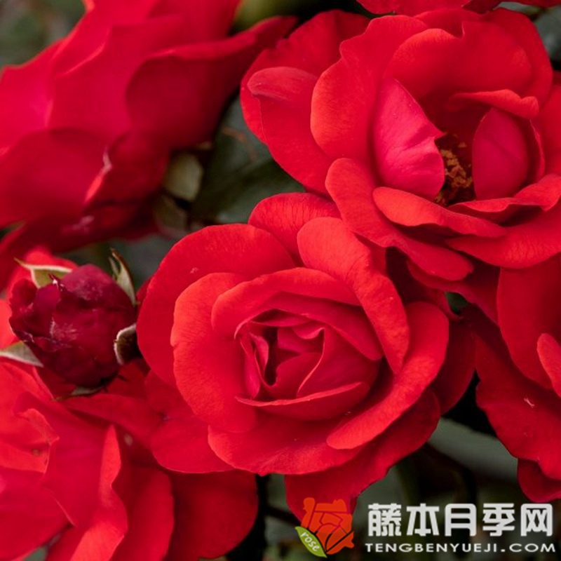 埃尔特维尔月季 埃尔特维尔月季